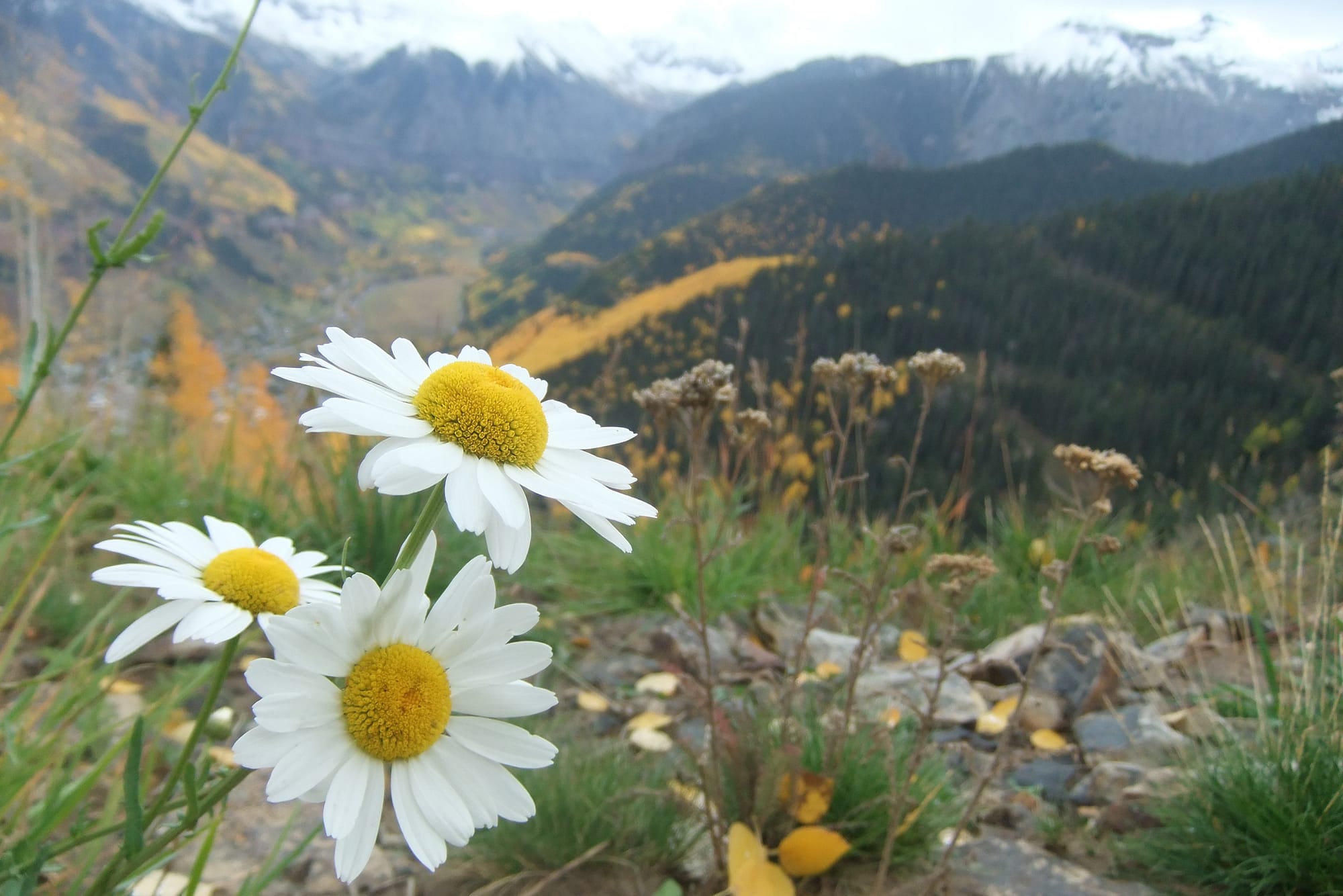 flowers-mountains-calm-breathing